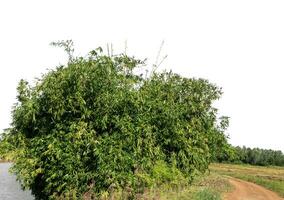 une groupe de riches vert des arbres haute résolution sur blanc Contexte. photo