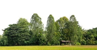 une groupe de riches vert des arbres haute résolution sur blanc Contexte. photo