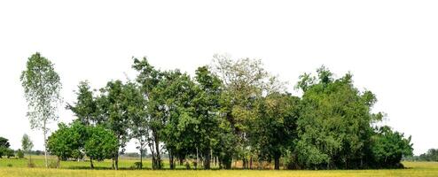 une groupe de riches vert des arbres haute résolution sur blanc Contexte. photo