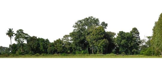 une groupe de riches vert des arbres haute résolution sur blanc Contexte. photo