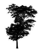 arbre silhouette pour brosse sur blanc Contexte. photo