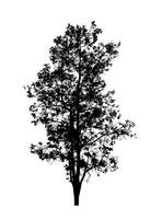 arbre silhouette pour brosse sur blanc Contexte. photo