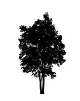 arbre silhouette pour brosse sur blanc Contexte. photo