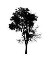 arbre silhouette pour brosse sur blanc Contexte. photo