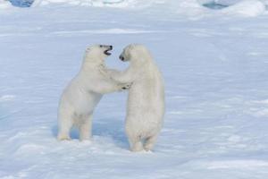 Deux jeunes oursons polaires sauvages jouant sur la banquise dans la mer arctique, au nord du Svalbard photo