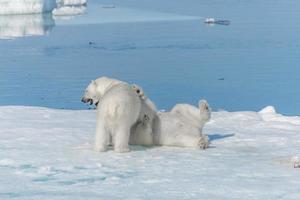 Deux jeunes oursons polaires sauvages jouant sur la banquise dans la mer arctique, au nord du Svalbard photo