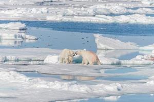 Deux jeunes oursons polaires sauvages jouant sur la banquise dans la mer arctique, au nord du Svalbard photo