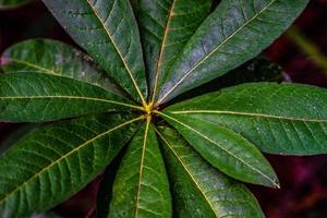 feuilles vertes comme fond naturel photo