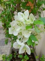 blanc plumeria pudica fleurs sont dans plein Floraison dans le jardin, donc magnifique et charmant photo