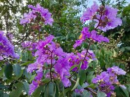 magnifique violet crêpe myrte fleurit sur le île de Lombok, Indonésie photo