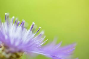 macro coup doux violet fleur sur Naturel vert Contexte. magnifique la nature macro, incroyable détails. ensoleillé fermer épanouissement floral jardin photo