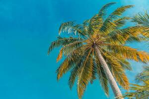 parfait heure d'été vacances fond d'écran. bleu ensoleillé ciel et noix de coco paume des arbres vue de dessous, ancien style, tropical plage et exotique été arrière-plan, Voyage concept. incroyable la nature plage paradis photo