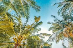 parfait heure d'été vacances fond d'écran. bleu ensoleillé ciel et noix de coco paume des arbres vue de dessous, ancien style, tropical plage et exotique été arrière-plan, Voyage concept. incroyable la nature plage paradis photo