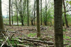 plus magnifique Publique parc de Angleterre photo