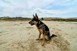 une allemand berger chien séance sur le sol photo