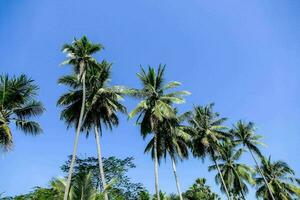 paume des arbres dans le tropical forêt tropicale photo