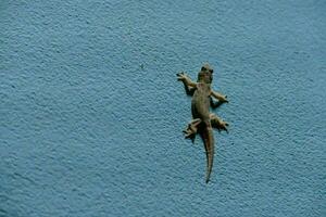 une geckole sur une bleu mur photo