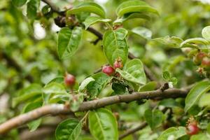 petit Jeune pommes croissance sur une arbre photo