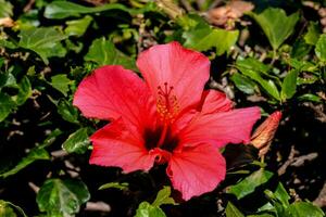 une rouge fleur est croissance dans le milieu de certains vert feuilles photo