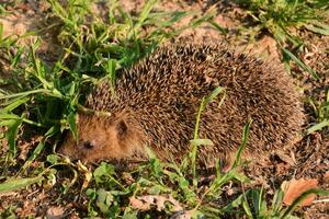 une hérisson est en marchant dans le herbe photo