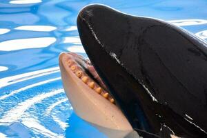 une tueur baleine est souriant avec ses bouche ouvert photo