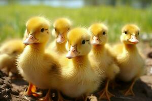 ai généré mignonne duveteux petit peu Jaune canards ai généré photo