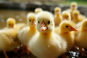 ai généré mignonne duveteux petit peu Jaune canards ai généré photo