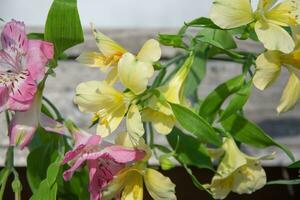 péruvien lis. Jaune et rose fleurs sur une lumière flou Contexte. photo