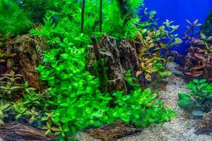 tropical eau fraiche aquarium photo