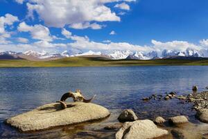 marco polo agali crâne, rêver lac, Kakshaal aussi montagnes, tien Shan à le chinois frontière, naryn région, Kirghizistan photo