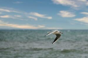 mouette mouches plus de le baltique mer sur le côte dans de face de le plage. animal photo