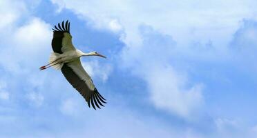 mouette en volant avec tendu ailes photo