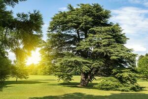 une magnifique feuillu arbre dans le champ, solitaire arbre dans le champ, arbre préservation concept, magnifique arbre sur vert herbe photo