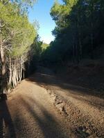 sol route enroulement par une luxuriant forêt photo