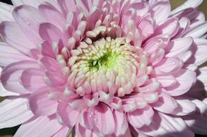 rose chrysanthème fleurs ou chrysanthème morfolium photo