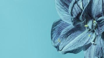 gros plan fleur bleue