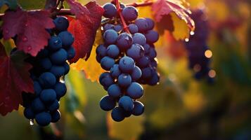 ai généré bleu les raisins dans vignoble à le coucher du soleil. d'or heure. mûr des fruits avec gouttes de l'eau après pluie. ai généré photo