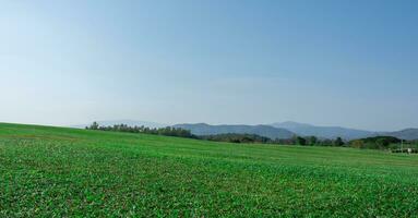 Contexte image de vert herbe champ en dessous de bleu ciel photo