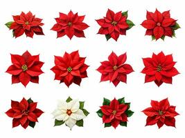 ai généré Noël poinsettia fleur collection isolé sur blanc Contexte. photo