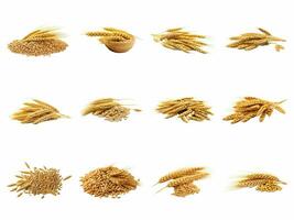 ai généré blé céréales collection isolé sur blanc Contexte. photo
