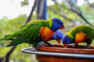 Trois coloré des oiseaux sont en mangeant de une bol photo