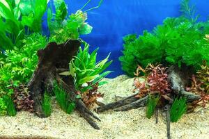 tropical eau fraiche aquarium photo