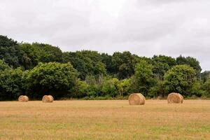 foins balles dans une champ avec des arbres et herbe photo