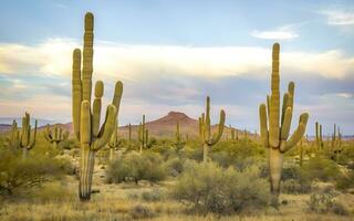 ai généré majestueux tranquillité, une captivant désert Toile avec saguaro géants photo
