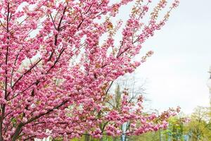 une européen mère dans une respirateur avec sa fille sont permanent près floraison arbre. protecteur masque à enregistrer se de virus. photo