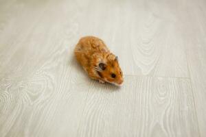 rouge aux cheveux hamster sur le sol de une maison photo