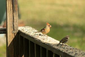 femelle cardinal à venir en dehors à le en bois balustrade pour graines pour oiseaux. sa marron plumes sont conçu pour camouflage comme opposé à le brillant rouge de le Masculin. sa peu Orange le bec pointu vers l'extérieur. photo