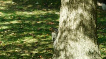 un peu écureuil escalade sur le arbre photo