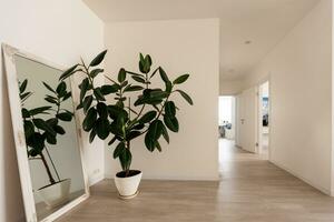 fait maison ficus dans une pot. minimalisme. Accueil plante concept. ficus photo