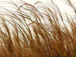 gras dans le vent arrière-plan, ai génératif photo